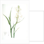 Polianthes tuberosa, Polianthe tubérose; Tuberose by Pierre Joseph Redouté