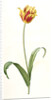 Tulipa Gesneriana var. luteo-rubra, Tulip des jardins var. jaune-rouge, Didier's Tulip by Pierre Joseph Redouté