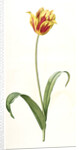 Tulipa Gesneriana var. luteo-rubra, Tulip des jardins var. jaune-rouge, Didier's Tulip by Pierre Joseph Redouté