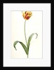 Tulipa Gesneriana var. luteo-rubra, Tulip des jardins var. jaune-rouge, Didier's Tulip by Pierre Joseph Redouté