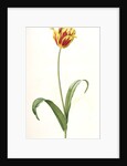 Tulipa Gesneriana var. luteo-rubra, Tulip des jardins var. jaune-rouge, Didier's Tulip by Pierre Joseph Redouté