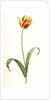 Tulipa Gesneriana var. luteo-rubra, Tulip des jardins var. jaune-rouge, Didier's Tulip by Pierre Joseph Redouté
