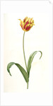 Tulipa Gesneriana var. luteo-rubra, Tulip des jardins var. jaune-rouge, Didier's Tulip by Pierre Joseph Redouté
