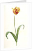 Tulipa Gesneriana var. luteo-rubra, Tulip des jardins var. jaune-rouge, Didier's Tulip by Pierre Joseph Redouté
