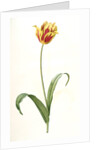 Tulipa Gesneriana var. luteo-rubra, Tulip des jardins var. jaune-rouge, Didier's Tulip by Pierre Joseph Redouté