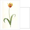 Tulipa Gesneriana var. luteo-rubra, Tulip des jardins var. jaune-rouge, Didier's Tulip by Pierre Joseph Redouté