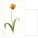 Tulipa Gesneriana var. luteo-rubra, Tulip des jardins var. jaune-rouge, Didier's Tulip by Pierre Joseph Redouté