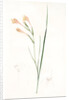 Gladiolus angustus, Glaïeul à feuilles étroites, Narrow-leaved corn flag; Long-tubed painted lady by Pierre Joseph Redouté