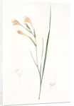 Gladiolus angustus, Glaïeul à feuilles étroites, Narrow-leaved corn flag; Long-tubed painted lady by Pierre Joseph Redouté