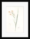Gladiolus angustus, Glaïeul à feuilles étroites, Narrow-leaved corn flag; Long-tubed painted lady by Pierre Joseph Redouté