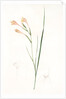Gladiolus angustus, Glaïeul à feuilles étroites, Narrow-leaved corn flag; Long-tubed painted lady by Pierre Joseph Redouté