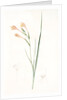 Gladiolus angustus, Glaïeul à feuilles étroites, Narrow-leaved corn flag; Long-tubed painted lady by Pierre Joseph Redouté