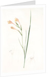 Gladiolus angustus, Glaïeul à feuilles étroites, Narrow-leaved corn flag; Long-tubed painted lady by Pierre Joseph Redouté