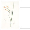 Gladiolus angustus, Glaïeul à feuilles étroites, Narrow-leaved corn flag; Long-tubed painted lady by Pierre Joseph Redouté