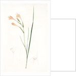 Gladiolus angustus, Glaïeul à feuilles étroites, Narrow-leaved corn flag; Long-tubed painted lady by Pierre Joseph Redouté