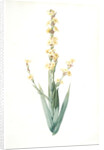 Sisyrinchium striatum, Bermudienne striée, Argentine yellowe-eyed grass; Satin flower by Pierre Joseph Redouté