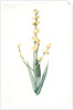 Sisyrinchium striatum, Bermudienne striée, Argentine yellowe-eyed grass; Satin flower by Pierre Joseph Redouté