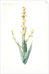 Sisyrinchium striatum, Bermudienne striée, Argentine yellowe-eyed grass; Satin flower by Pierre Joseph Redouté