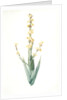 Sisyrinchium striatum, Bermudienne striée, Argentine yellowe-eyed grass; Satin flower by Pierre Joseph Redouté