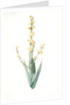 Sisyrinchium striatum, Bermudienne striée, Argentine yellowe-eyed grass; Satin flower by Pierre Joseph Redouté