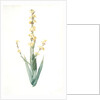 Sisyrinchium striatum, Bermudienne striée, Argentine yellowe-eyed grass; Satin flower by Pierre Joseph Redouté