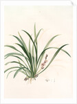 Sansevieria carnea, Reineckia carnea by Pierre Joseph Redouté