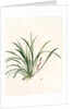 Sansevieria carnea, Reineckia carnea by Pierre Joseph Redouté
