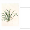 Sansevieria carnea, Reineckia carnea by Pierre Joseph Redouté