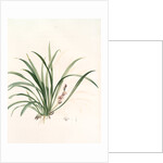 Sansevieria carnea, Reineckia carnea by Pierre Joseph Redouté