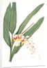 Globba nutans, Alpinia nutans; Globbée pendante., dwarf cardamom; Amomum compactum, Amomum compactum by Pierre Joseph Redouté
