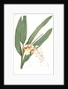 Globba nutans, Alpinia nutans; Globbée pendante., dwarf cardamom; Amomum compactum, Amomum compactum by Pierre Joseph Redouté