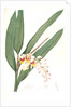 Globba nutans, Alpinia nutans; Globbée pendante., dwarf cardamom; Amomum compactum, Amomum compactum by Pierre Joseph Redouté