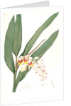 Globba nutans, Alpinia nutans; Globbée pendante., dwarf cardamom; Amomum compactum, Amomum compactum by Pierre Joseph Redouté
