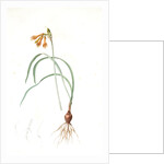 Pancratium croceum, Stenomesson croceum; Pancrace safrané by Pierre Joseph Redouté