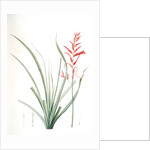 Pitcairnia angustifolia, Pitcairnia á feuille étroite, Pina cortadora by Pierre Joseph Redouté