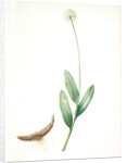 Allium victorialis, Ail victoriale, Victory onion by Pierre Joseph Redouté