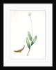 Allium victorialis, Ail victoriale, Victory onion by Pierre Joseph Redouté