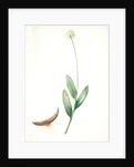 Allium victorialis, Ail victoriale, Victory onion by Pierre Joseph Redouté