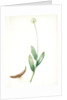 Allium victorialis, Ail victoriale, Victory onion by Pierre Joseph Redouté
