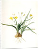 Hypoxis sobolifera, Hypoxis villosa; Hypoxis à rejetons; Star-Grass by Pierre Joseph Redouté