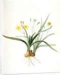 Hypoxis sobolifera, Hypoxis villosa; Hypoxis à rejetons; Star-Grass by Pierre Joseph Redouté