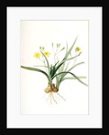 Hypoxis sobolifera, Hypoxis villosa; Hypoxis à rejetons; Star-Grass by Pierre Joseph Redouté