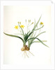 Hypoxis sobolifera, Hypoxis villosa; Hypoxis à rejetons; Star-Grass by Pierre Joseph Redouté