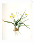 Hypoxis sobolifera, Hypoxis villosa; Hypoxis à rejetons; Star-Grass by Pierre Joseph Redouté