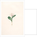 Massonia violacea, Massonie violette by Pierre Joseph Redouté