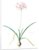 Amaryllis undulata, Nerine undulata; Amaryllis ondulée, Wavy Fairwort by Pierre Joseph Redouté