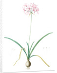 Amaryllis undulata, Nerine undulata; Amaryllis ondulée, Wavy Fairwort by Pierre Joseph Redouté