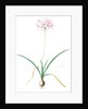 Amaryllis undulata, Nerine undulata; Amaryllis ondulée, Wavy Fairwort by Pierre Joseph Redouté