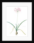 Amaryllis undulata, Nerine undulata; Amaryllis ondulée, Wavy Fairwort by Pierre Joseph Redouté