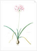 Amaryllis undulata, Nerine undulata; Amaryllis ondulée, Wavy Fairwort by Pierre Joseph Redouté